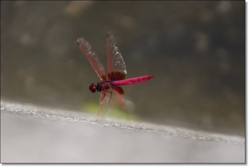 ベニトンボ（未成熟） : ハチミツの海を渡る風の音