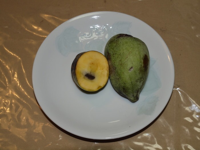 ポポーとパプリカ_c0116915_23502658.jpg