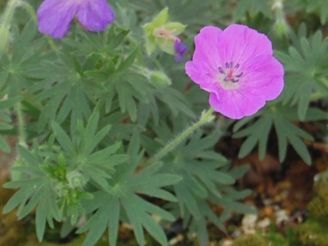 ゲラニウム インカヌム めずらしい花 ゲラニウム インカヌム めずらしい花