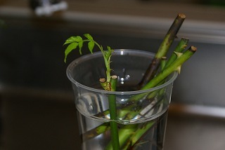 f0170524_1316573.jpg
