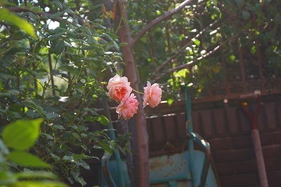 f0170524_13235241.jpg