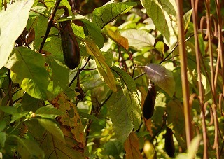 f0170524_13274039.jpg