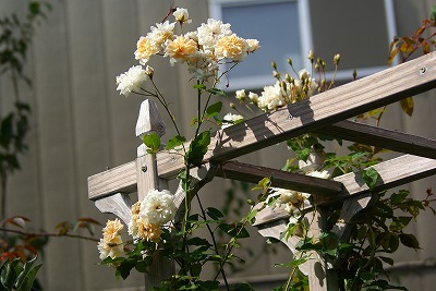 f0170524_1327630.jpg