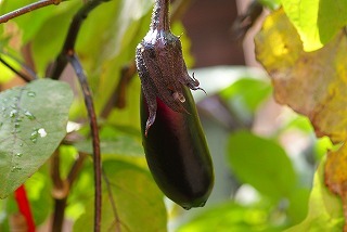 f0170524_13354895.jpg