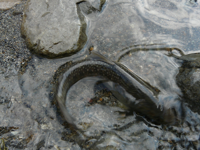 二千十一年　一睡夢　一尾渓魚　一盃酒_e0147226_2363599.jpg