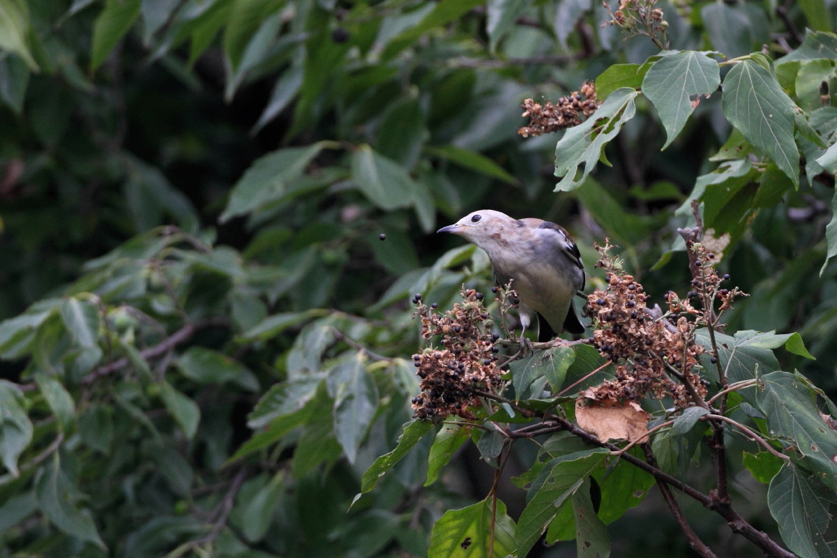 白い顔の鳥_c0148230_18252934.jpg