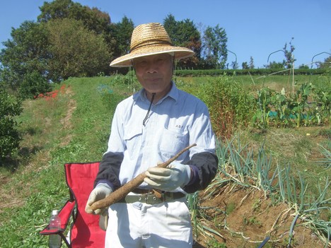 台風被害の野菜の苗植えなおし...._b0137932_20551666.jpg