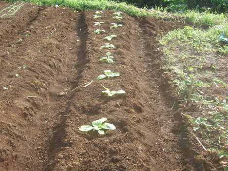 台風被害の野菜の苗植えなおし...._b0137932_2056424.jpg