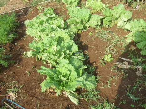 台風被害の野菜の苗植えなおし...._b0137932_2057771.jpg