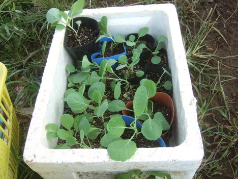 台風被害の野菜の苗植えなおし...._b0137932_2130511.jpg