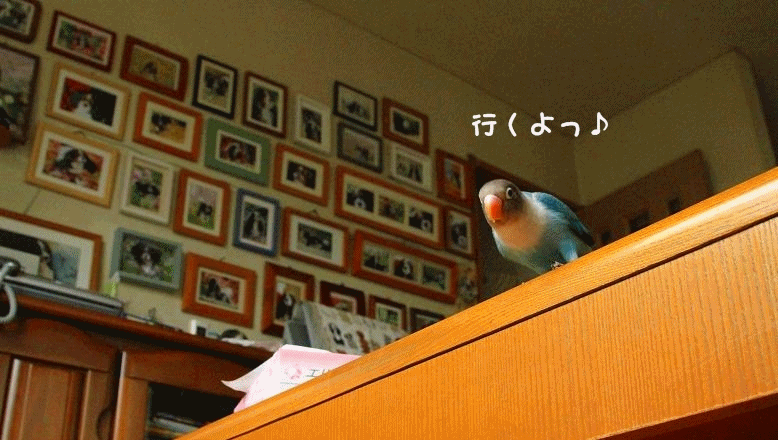 c0145250_15415327.gif