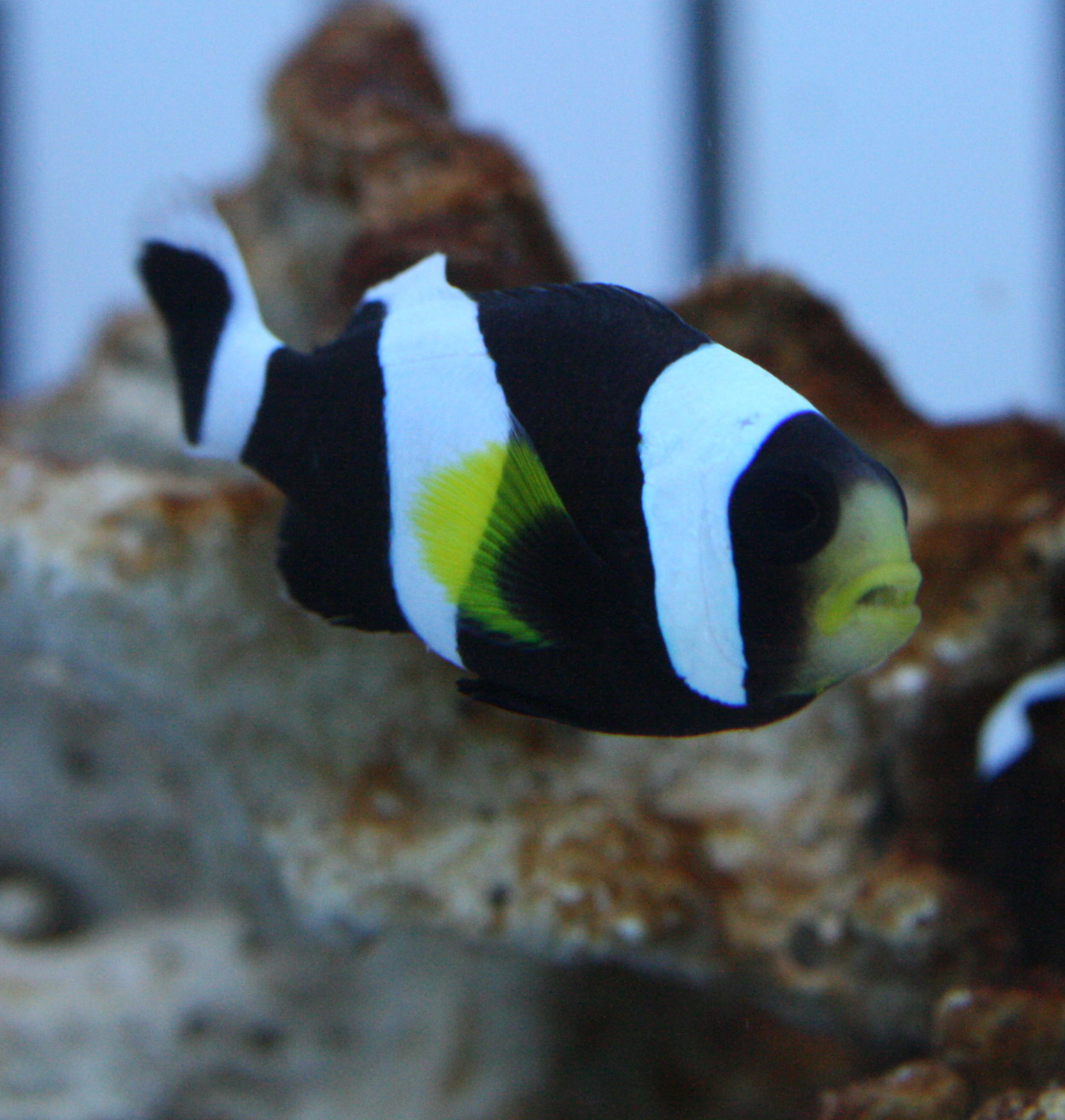 こんばんは ビーボックスアクアリウム松戸店 海水魚 サンゴ情報