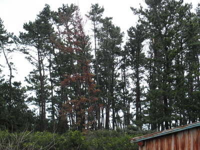 a0168865_67471.jpg