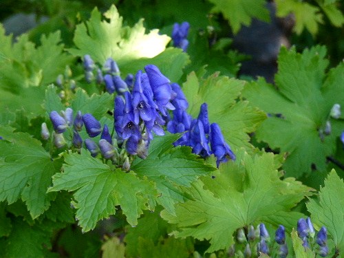 オクトリカブト と エゾトリカブト 野に咲く北国の花