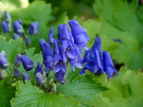 オクトリカブト と エゾトリカブト 野に咲く北国の花