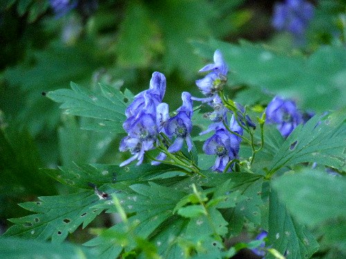 オクトリカブト と エゾトリカブト 野に咲く北国の花