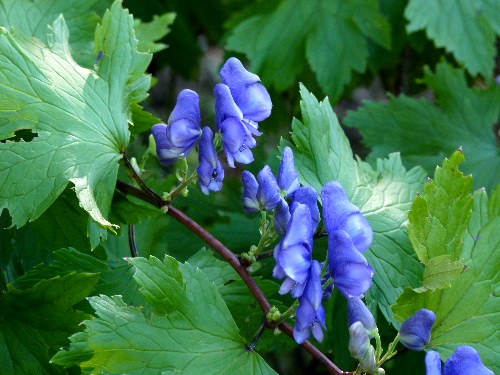 オクトリカブト と エゾトリカブト 野に咲く北国の花