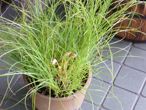 手織名古屋帯 貝花文 <工芸帯地 洛風林の帯>_d0159384_11495938.jpg