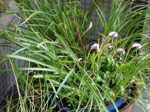 手織名古屋帯 貝花文 <工芸帯地 洛風林の帯>_d0159384_1151375.jpg