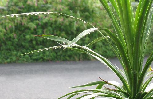 ９月末日。雨跡が薄日に光る。朝焙煎。夜ジャズ_e0130185_11302458.jpg