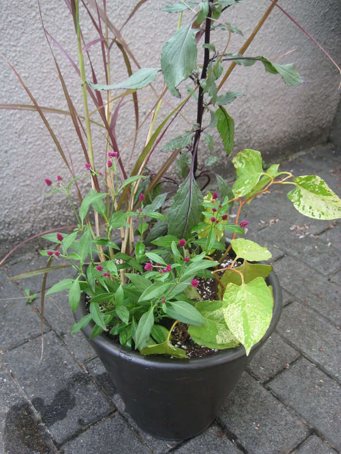 秋の寄せ植え_a0233896_22363523.jpg