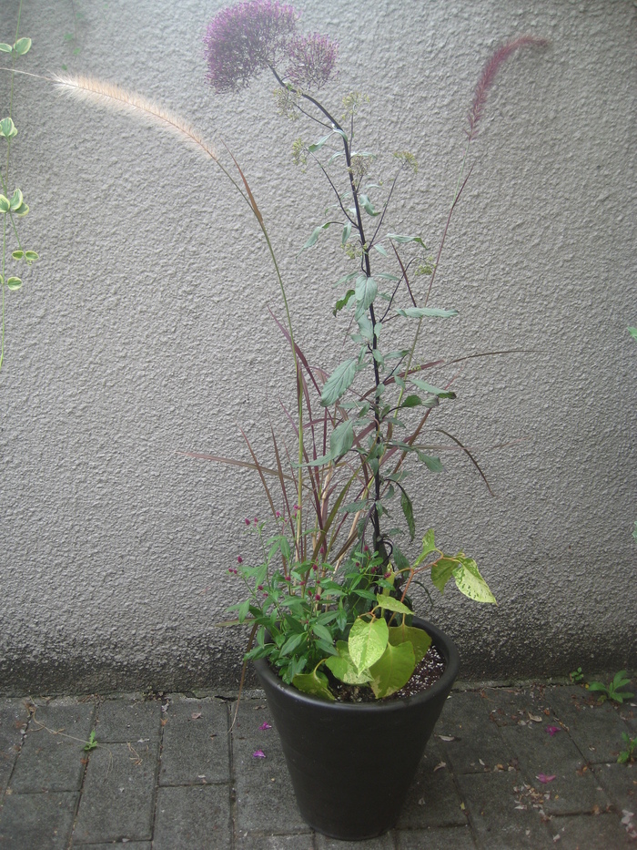 秋の寄せ植え_a0233896_224953.jpg