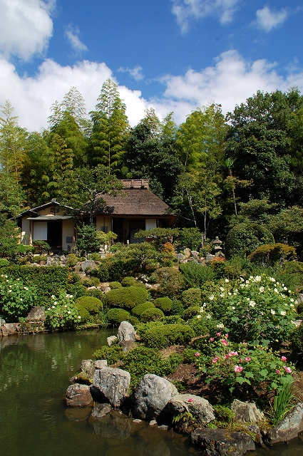 芙蓉の庭　等持院_a0169902_16383888.jpg