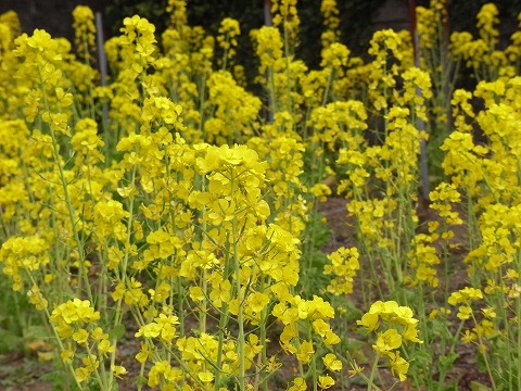 １０月！「ささげ＆菜の花」_f0187402_18532275.jpg