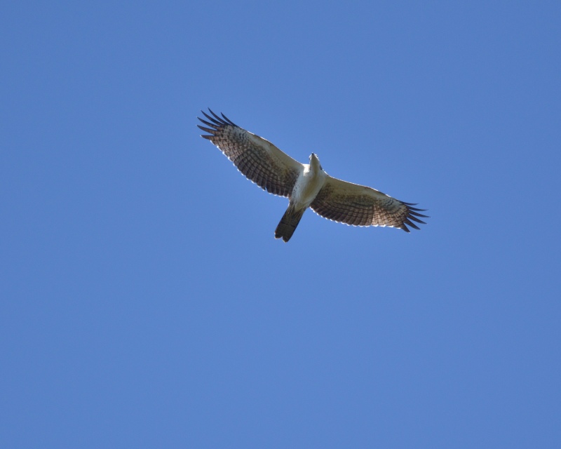 e0103903_18361976.jpg