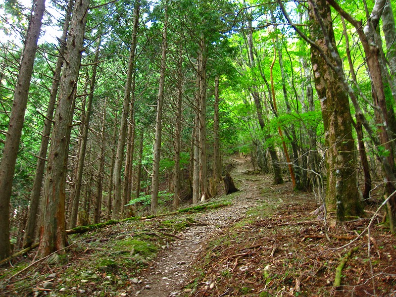 富士の池　（コリトリ）　から　一の森　～　槍戸山_b0124306_19374045.jpg