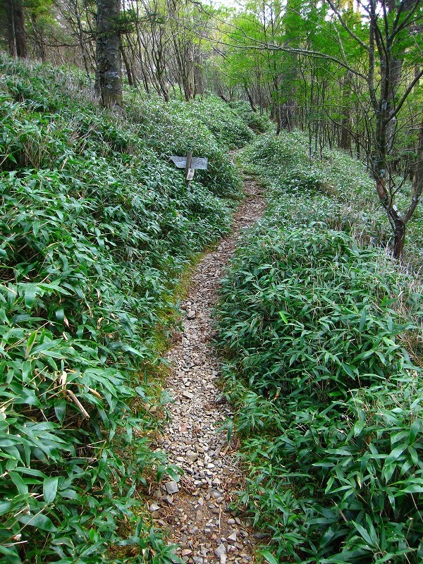 富士の池　（コリトリ）　から　一の森　～　槍戸山_b0124306_20101969.jpg