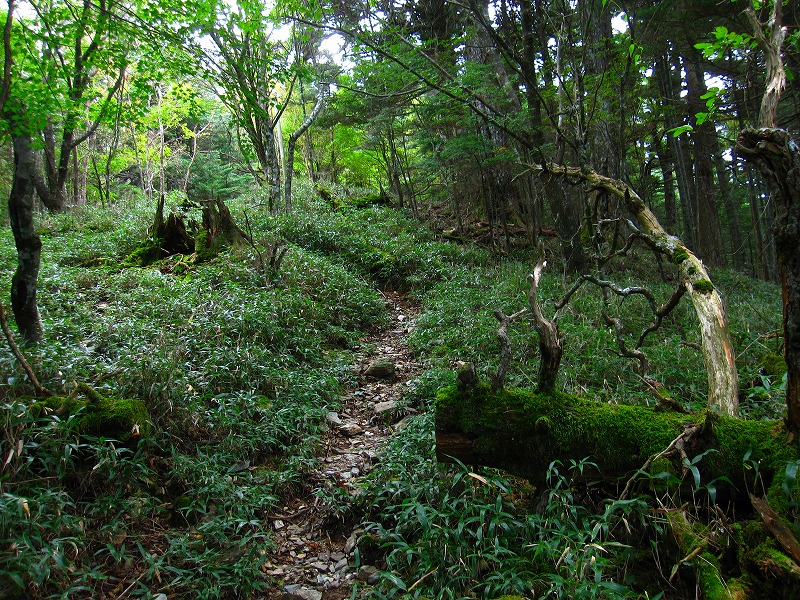 富士の池　（コリトリ）　から　一の森　～　槍戸山_b0124306_20727100.jpg