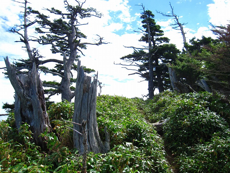 富士の池　（コリトリ）　から　一の森　～　槍戸山_b0124306_21371515.jpg