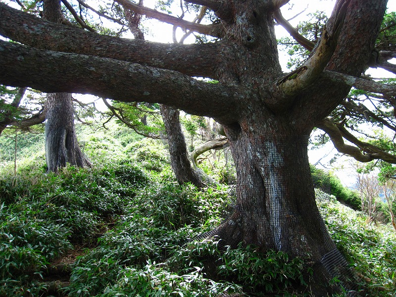 富士の池　（コリトリ）　から　一の森　～　槍戸山_b0124306_21381188.jpg