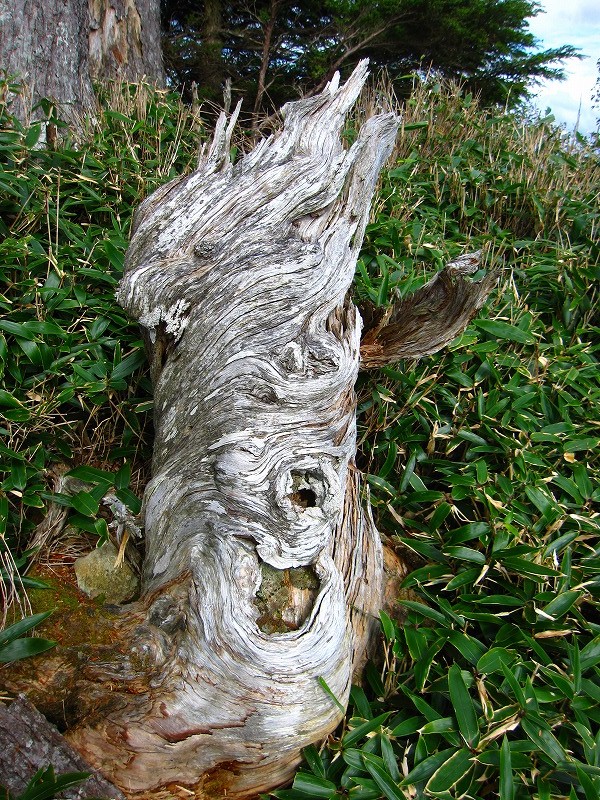 富士の池　（コリトリ）　から　一の森　～　槍戸山_b0124306_2242635.jpg