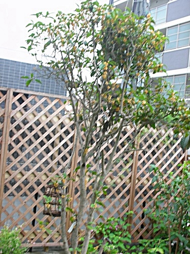 f0035506_8575377.jpg
