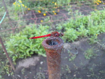 f0127408_20375371.jpg