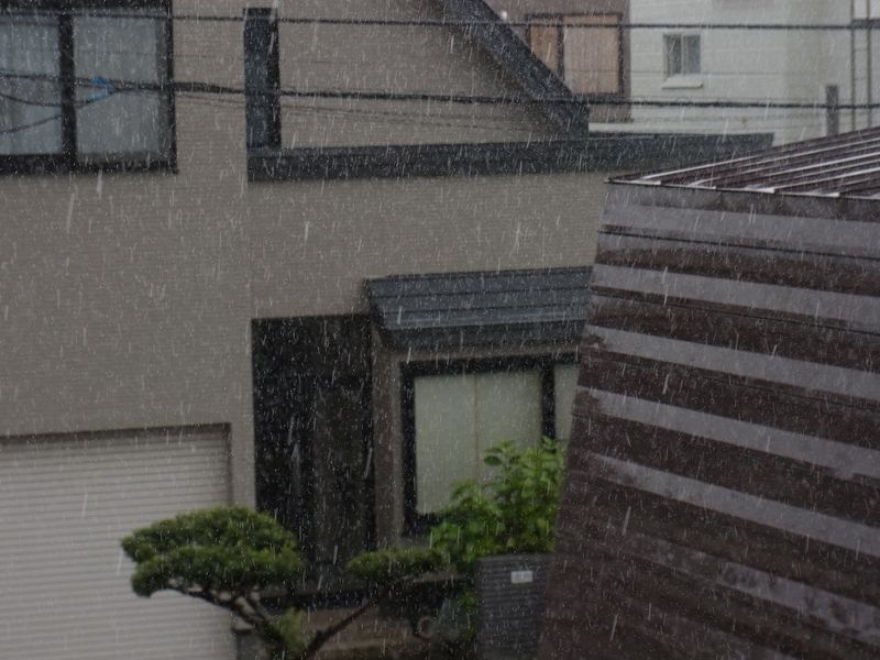 不安定な天気 博物館「チョウとガの世界」展明日まで_c0025115_17564124.jpg