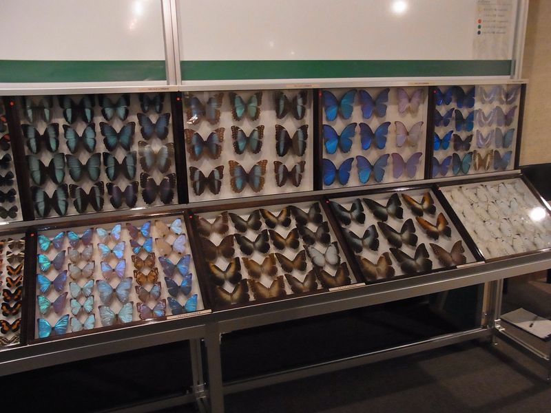 不安定な天気 博物館「チョウとガの世界」展明日まで_c0025115_1893344.jpg