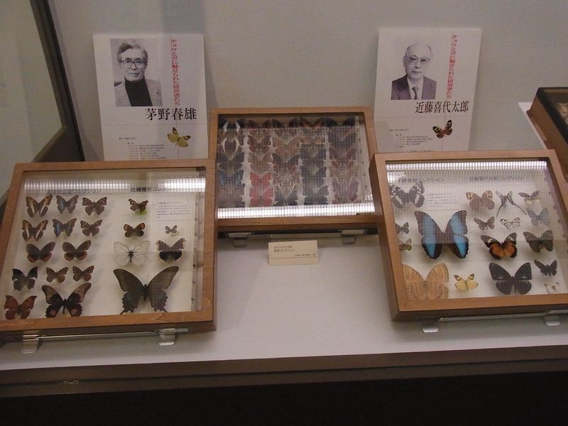 不安定な天気 博物館「チョウとガの世界」展明日まで_c0025115_1893611.jpg