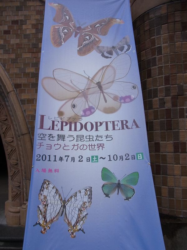 不安定な天気 博物館「チョウとガの世界」展明日まで_c0025115_189497.jpg