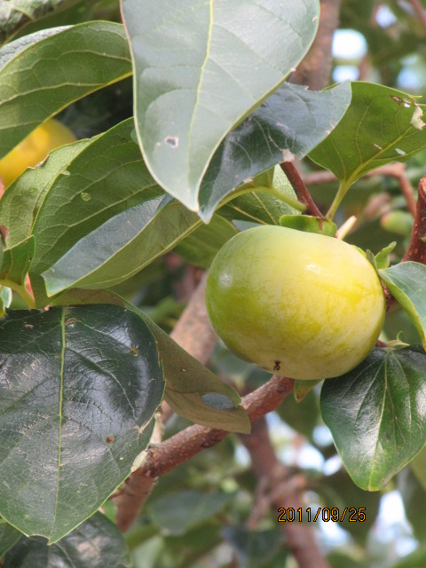 c0200916_0415311.jpg