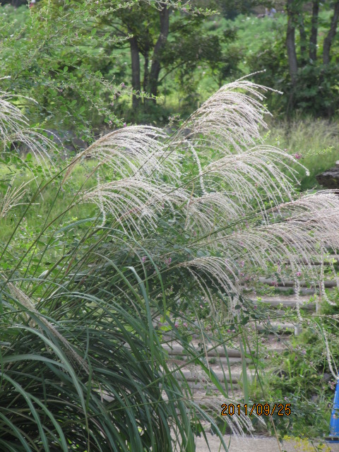 公園日和　その２_c0200916_0442584.jpg