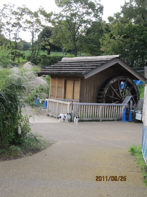 c0200916_0444872.jpg