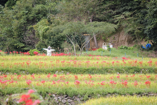 たなだー台風の後_d0009116_15522022.jpg