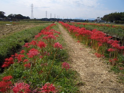 彼岸花 小出川 2011_d0240916_1527010.jpg
