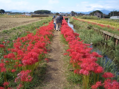 彼岸花 小出川 2011_d0240916_15292126.jpg