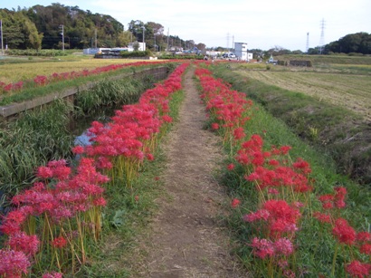 彼岸花 小出川 2011_d0240916_15293889.jpg