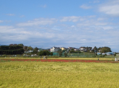 彼岸花 小出川 2011_d0240916_153041.jpg