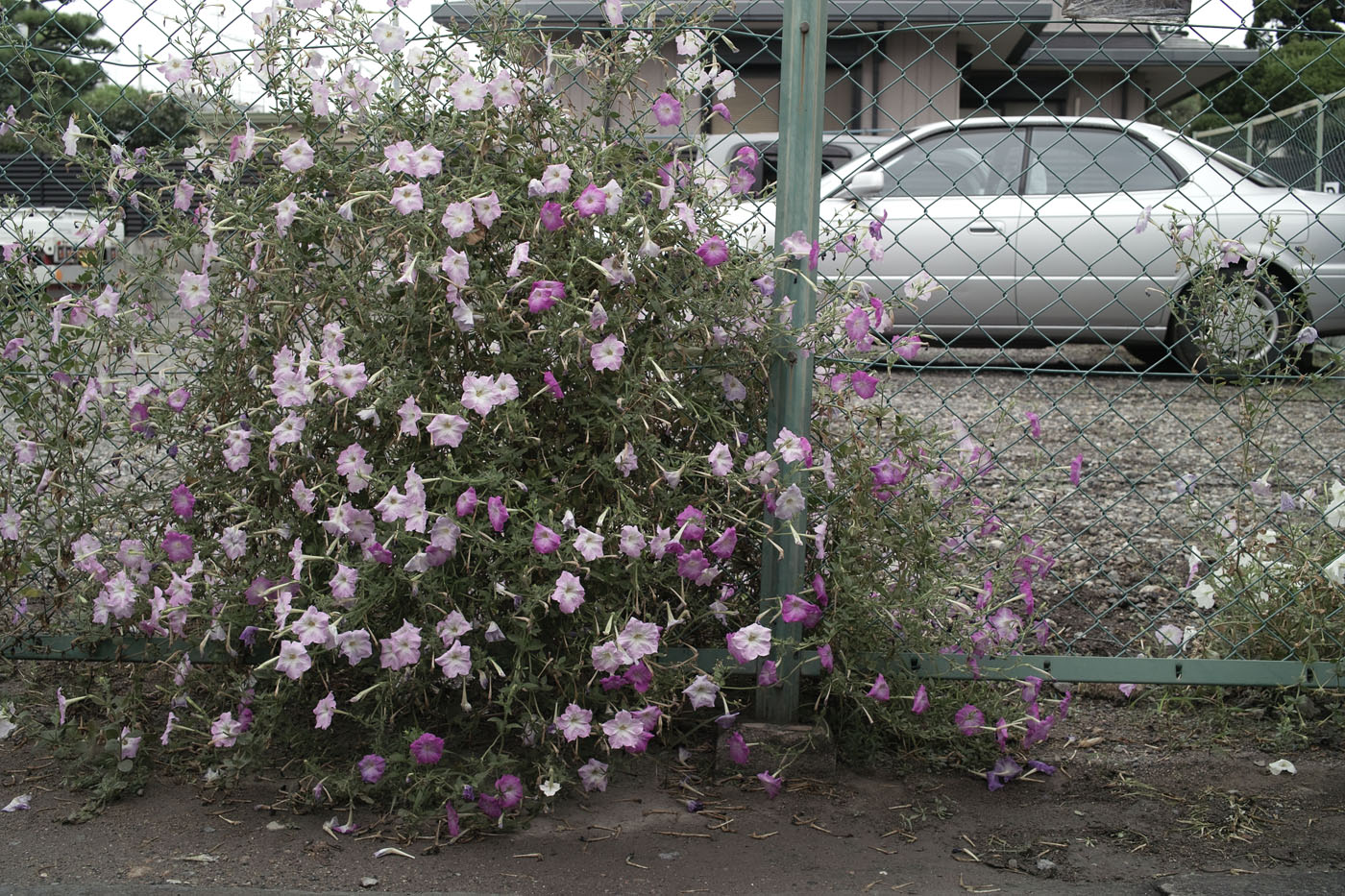c0213117_2575758.jpg
